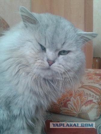 Котовторник  от 3.04.2012