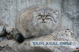 Рысь - на правах домашнего любимца