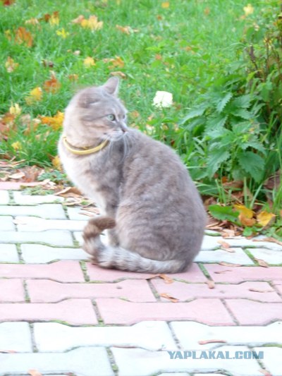 Котовторник 2.10.2012