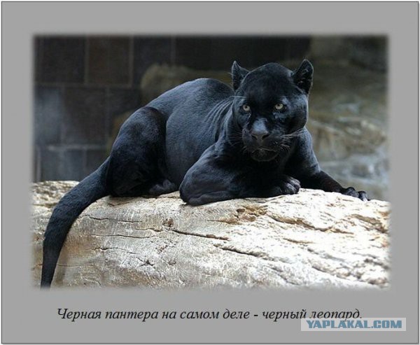 Интересные факты в картинках