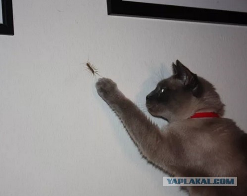 ЯП, помоги опознать тварь!
