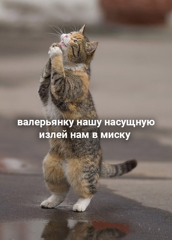 Главная молитва котизма