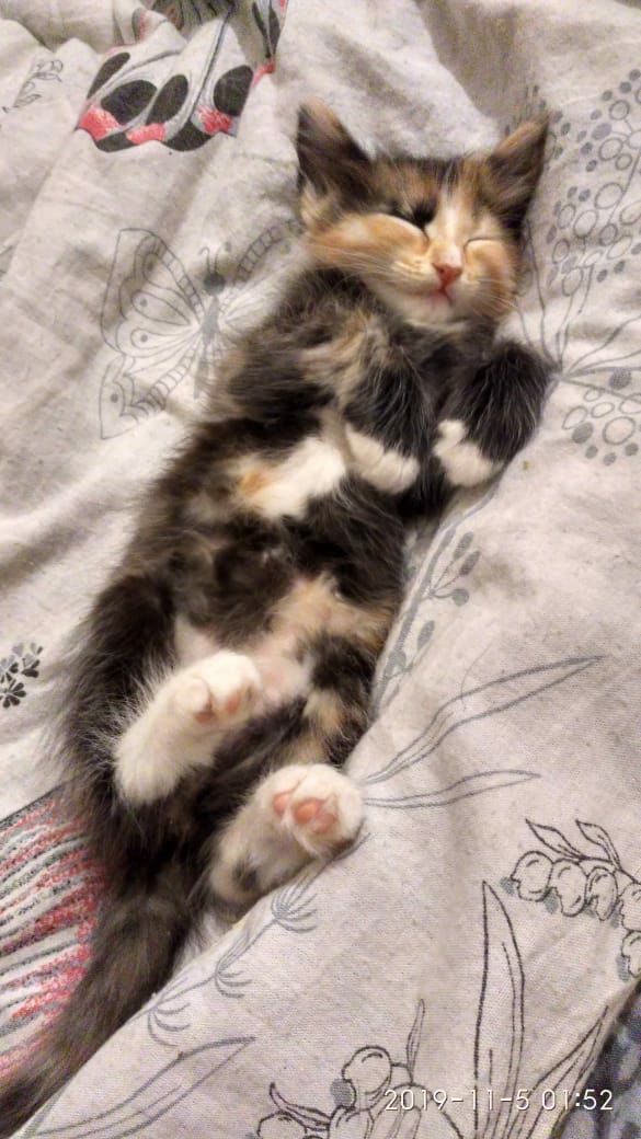 Забавные фото котеек