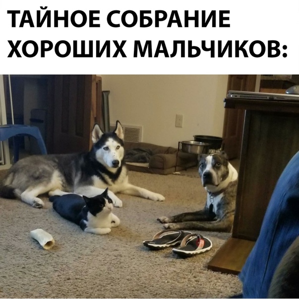 Картинки и мемы для настроения 25
