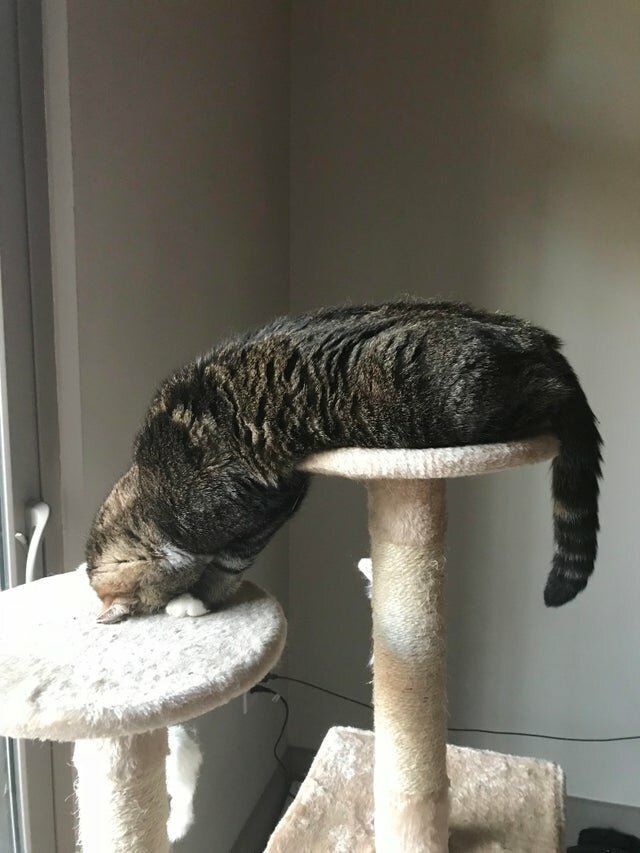 Не на всякого кота гравитация может воздейстовать! Им вообще плевать на законы физики
