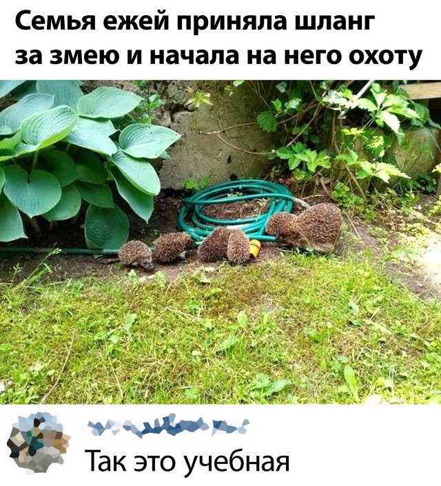 Баянисто-небаянистый юмор 17.05.22