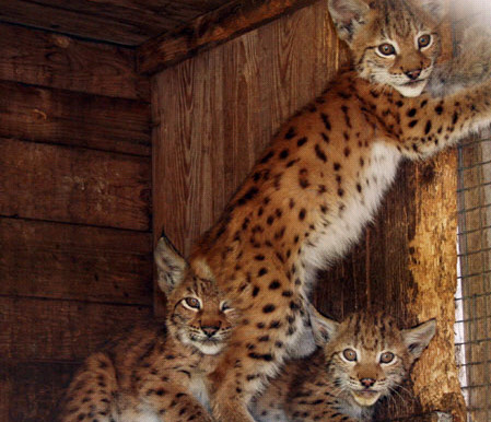 Ну что, кто доехал таки до упоротого лиса? :)