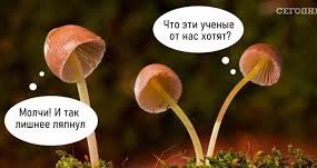 Японские ученые заявили, что грибы умеют разговаривать – особенно после дождя