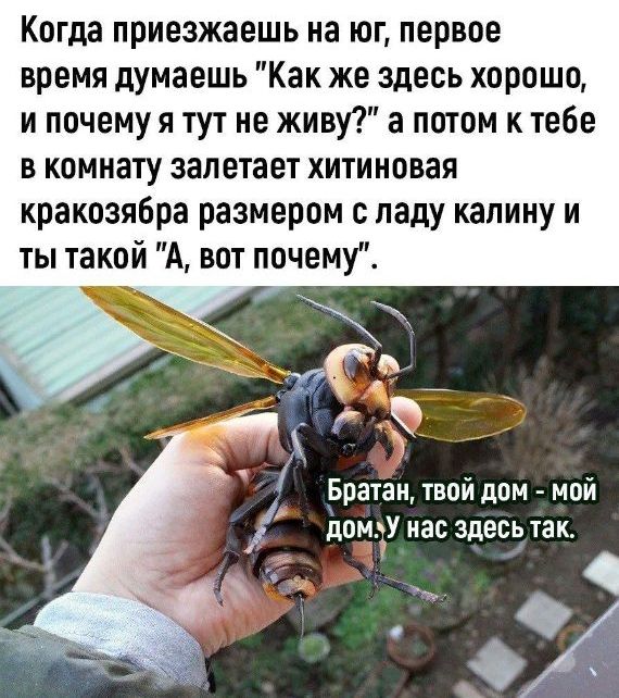 10 ядовитых существ, которых можно встретить в России