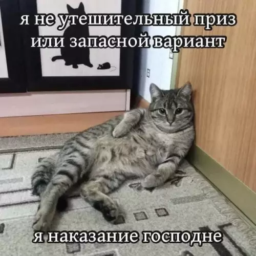 К котовторнику: подборка картинок-баянов с котиками и про котиков. Выпуск 31.