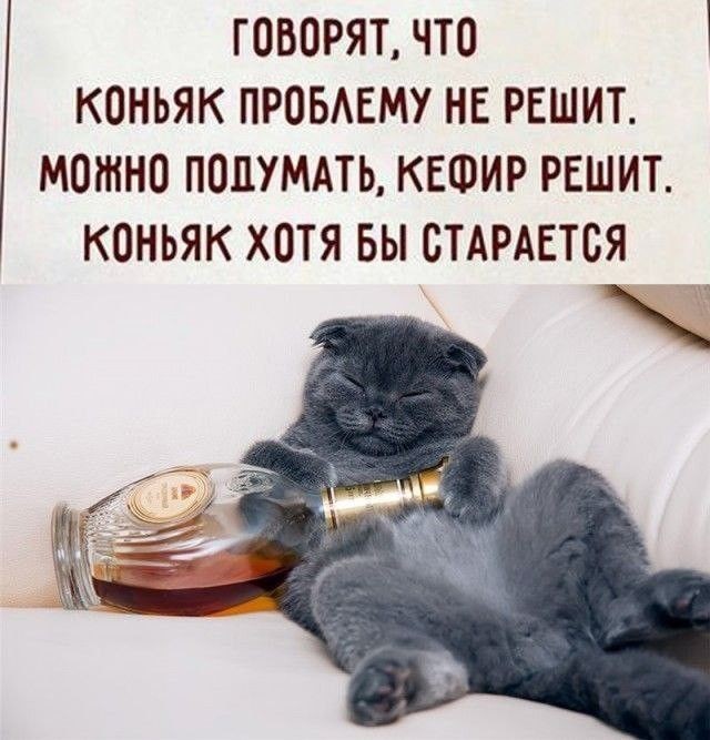 К котовторнику: подборка картинок-баянов с котиками и про котиков. Выпуск 38.