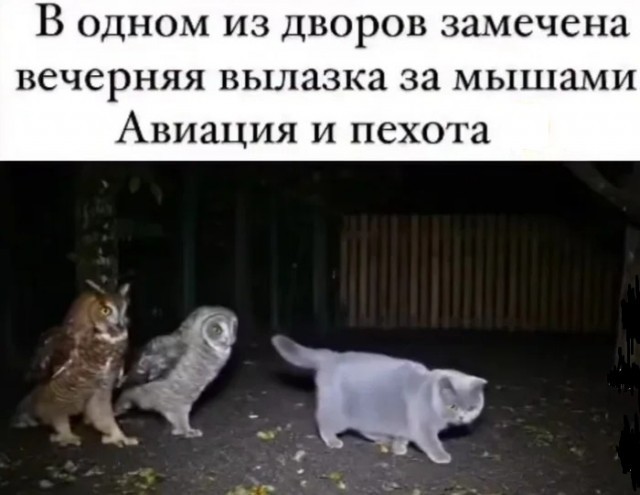 Всемирный день котиков.