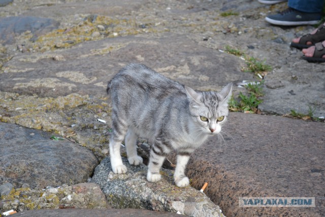 Дерзкие и брутальные