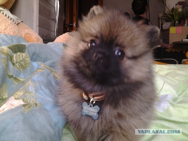 Хотела большую собачку на 8 марта