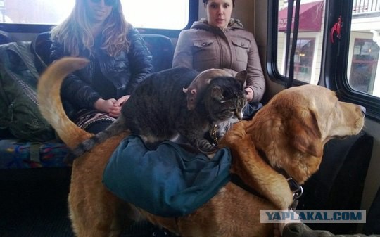 Картинки
