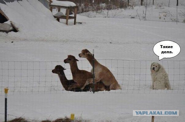 В Оренбурге жируют врачи.