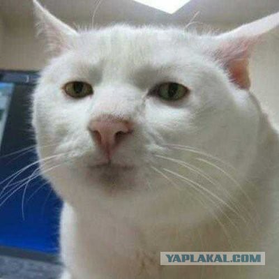 Кот и надоедливый гусь :)