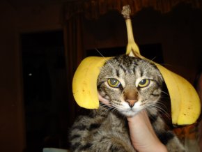 Котэ, которых застали врасплох