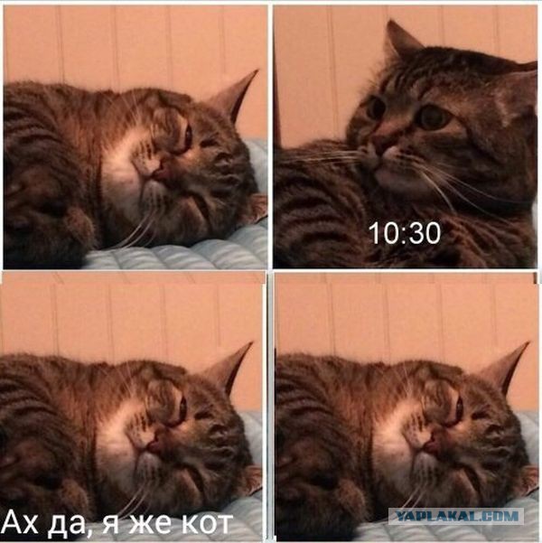 Коты, как многогранные личности