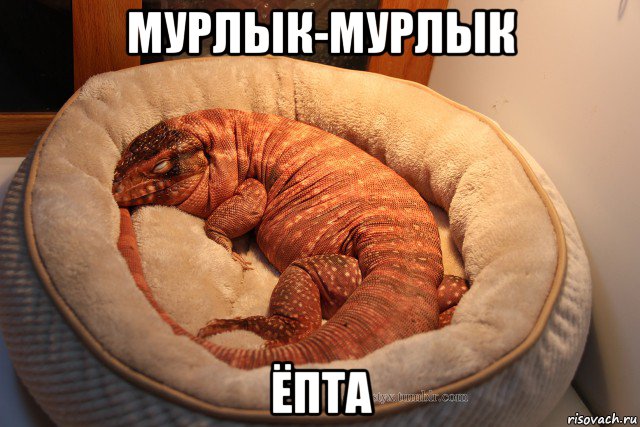 Уютно свернувшись клубочком