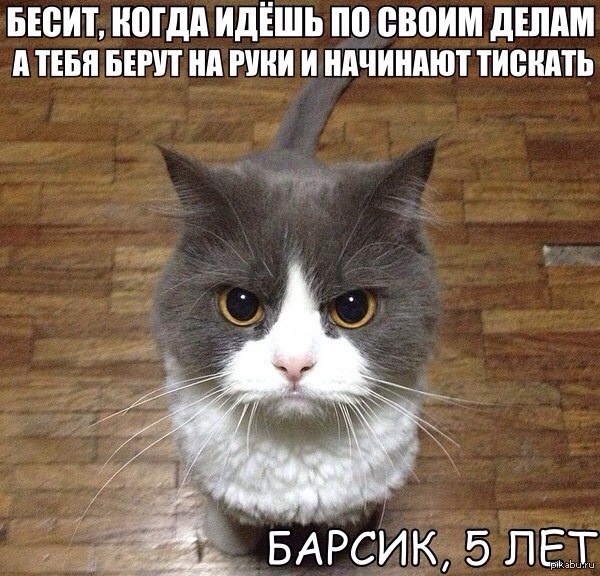 Котовторнику посвящается.