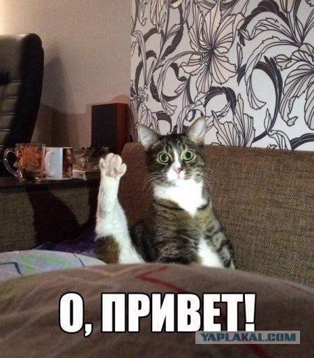 Вводим новый термин на ЯПе и в жизни - Эрдоганить