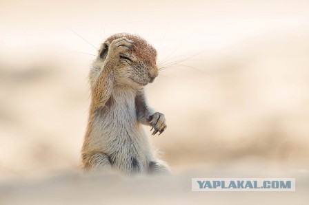 Картинки и гифки