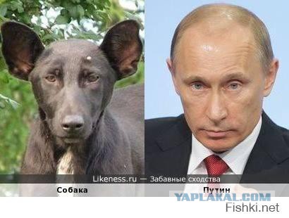 Щенки, которые выглядят как медвежата.