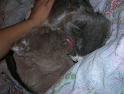 Коты, кошки, котята