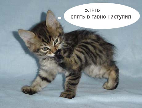 Коты, кошки, котята