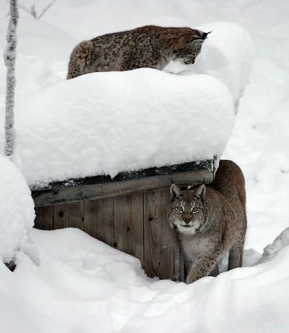 Демы к котовторнику!