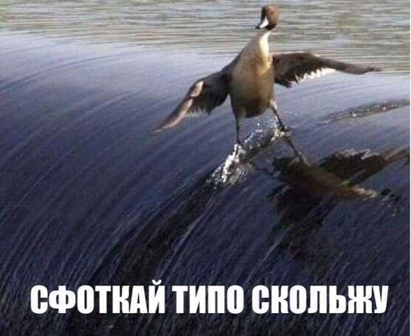 Прикольные животные