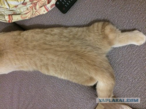Как я кота нашёл