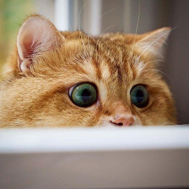 Коты из сети