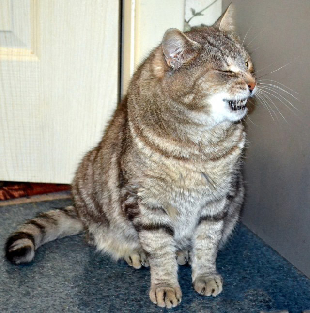 ГЛАГОЛящие коты