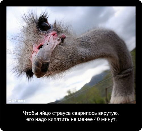23 интересных факта о животных, которые вас удивят