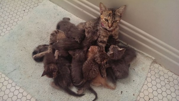 Коты и Кошки