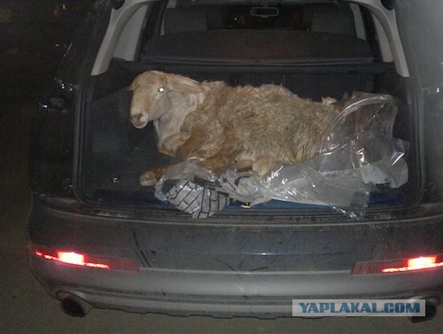 Баран в машине прикол