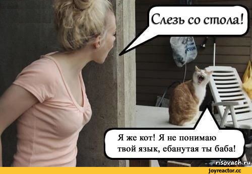 Застыдили котеньку