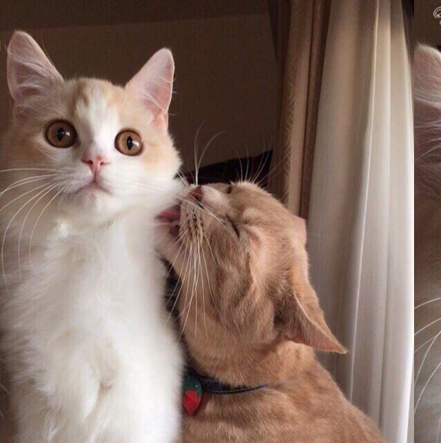 Фотобомбы котов
