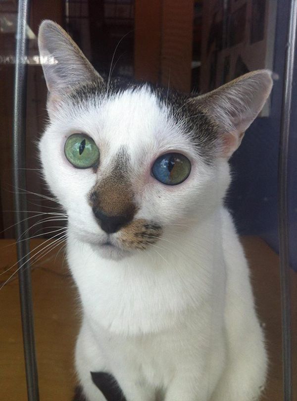 Прикольных котов пост