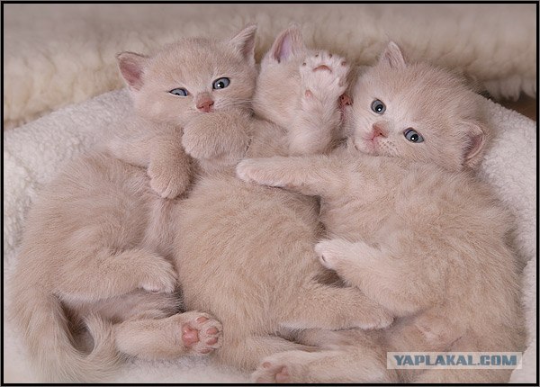 Даёшь Котовторник на ЯПе! (29.07.08)