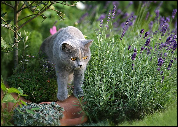 Котовторник на ЯПлакалъ