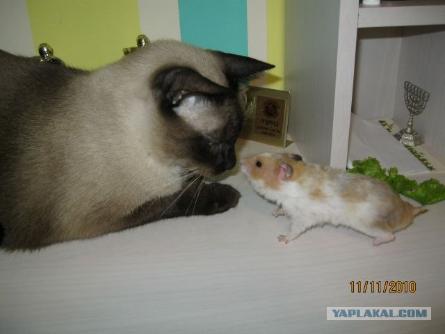 Котовторник - С праздником, котоводы!