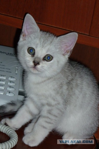Начинаем котовторник!