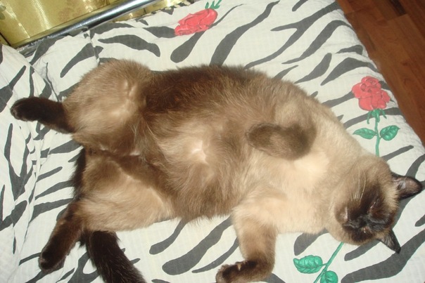 Котовторник  07.06.11