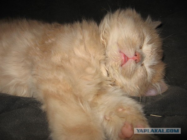 Ну и где ваш котовторник?
