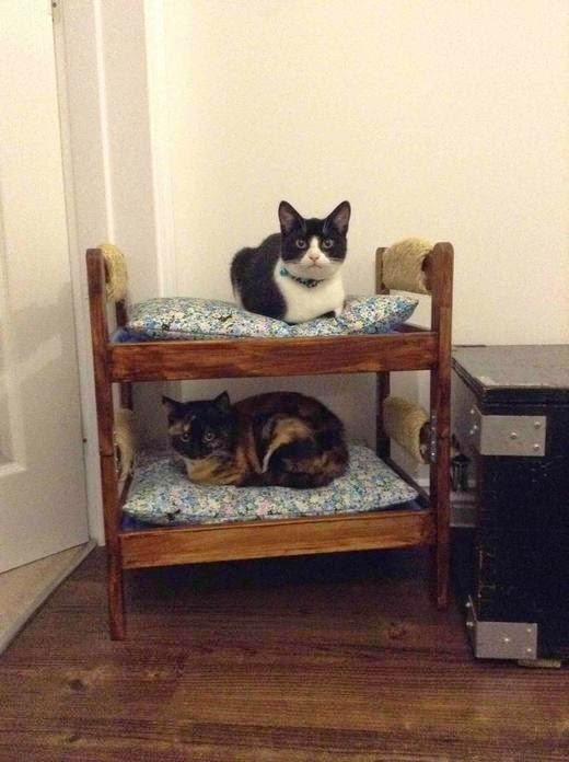 Прикольных котов пост