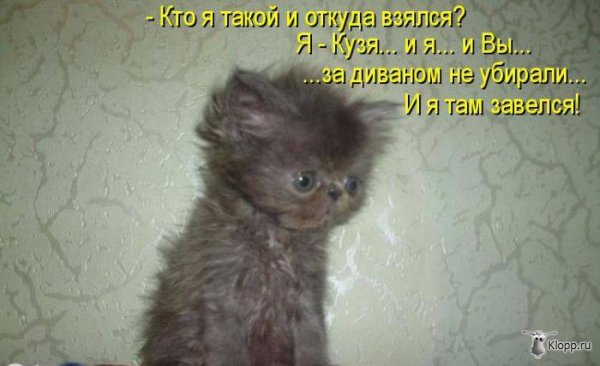 Котовторник (31.01.2012)
