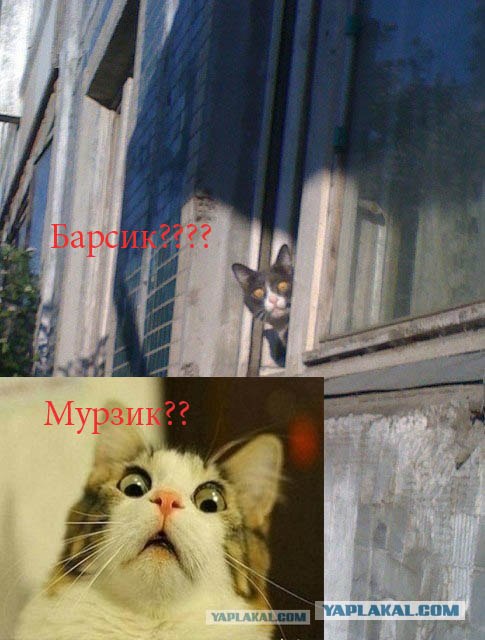 Шок, это по нашему!